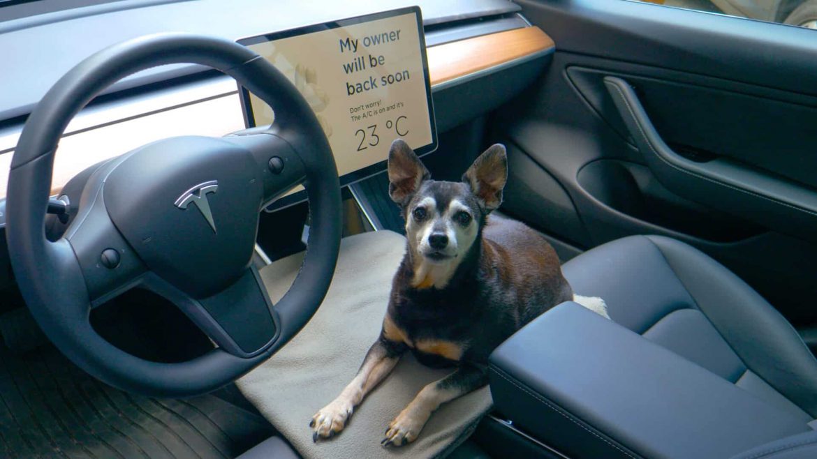 Do dogs like electric cars? The study